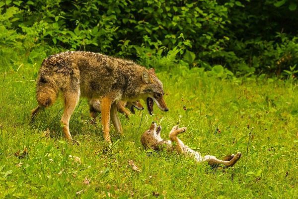 Minnesota-Pine County Coyote mother with pups